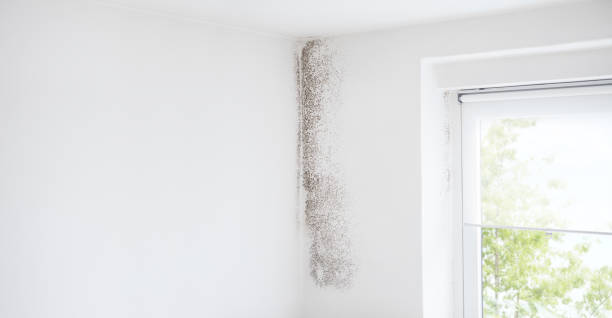 Reliable Ware Shoals, SC Mold Removal Solutions