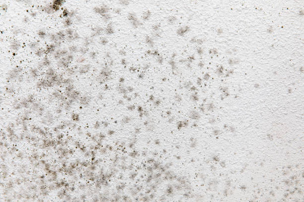 Best Mold Damage Restoration  in Ware Shoals, SC